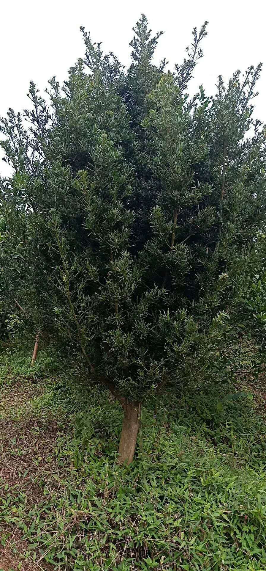 湖北羅漢松二至三十公分-四川羅漢松基地-浙江羅漢松/廠家批發(fā)價格報價供應商