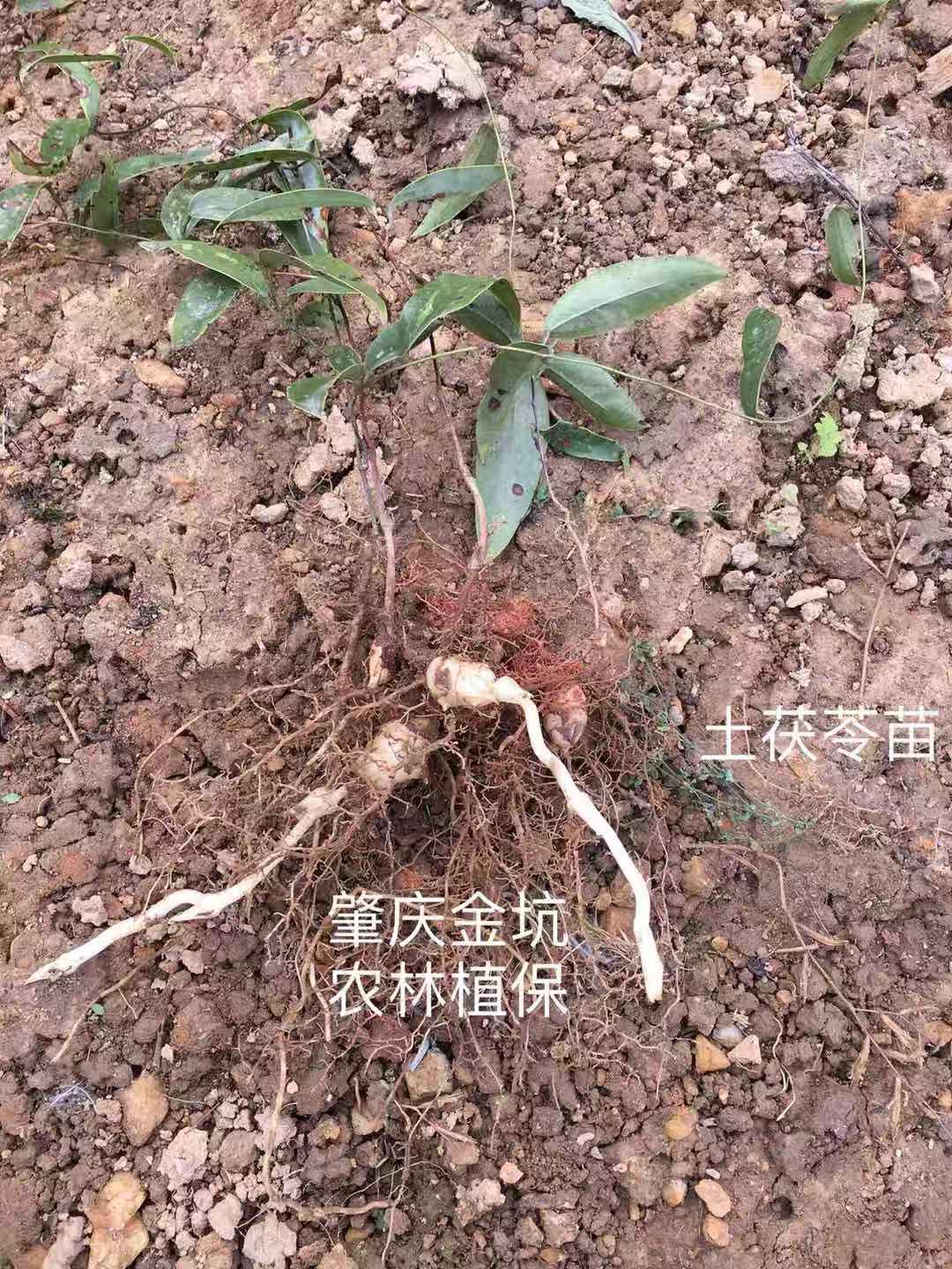 土茯苓批發(fā)