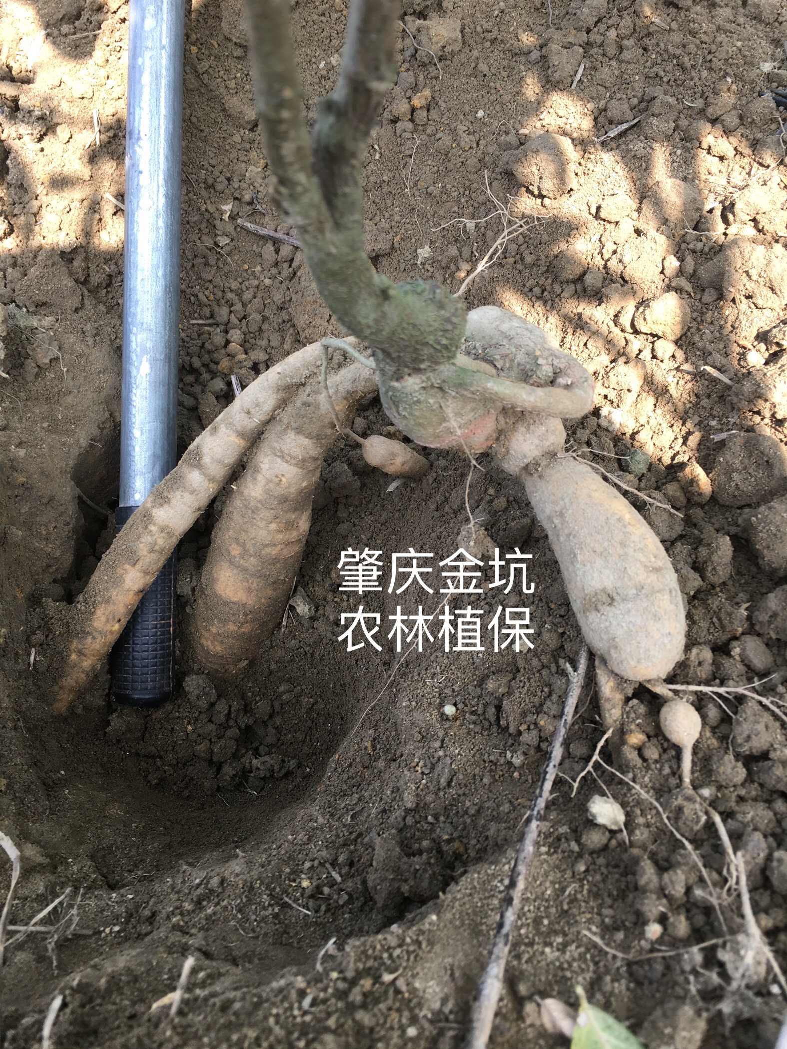 廣東省肇慶牛大力苗特價-肇慶牛大力苗特價批發(fā)-肇慶牛大力苗特價基地