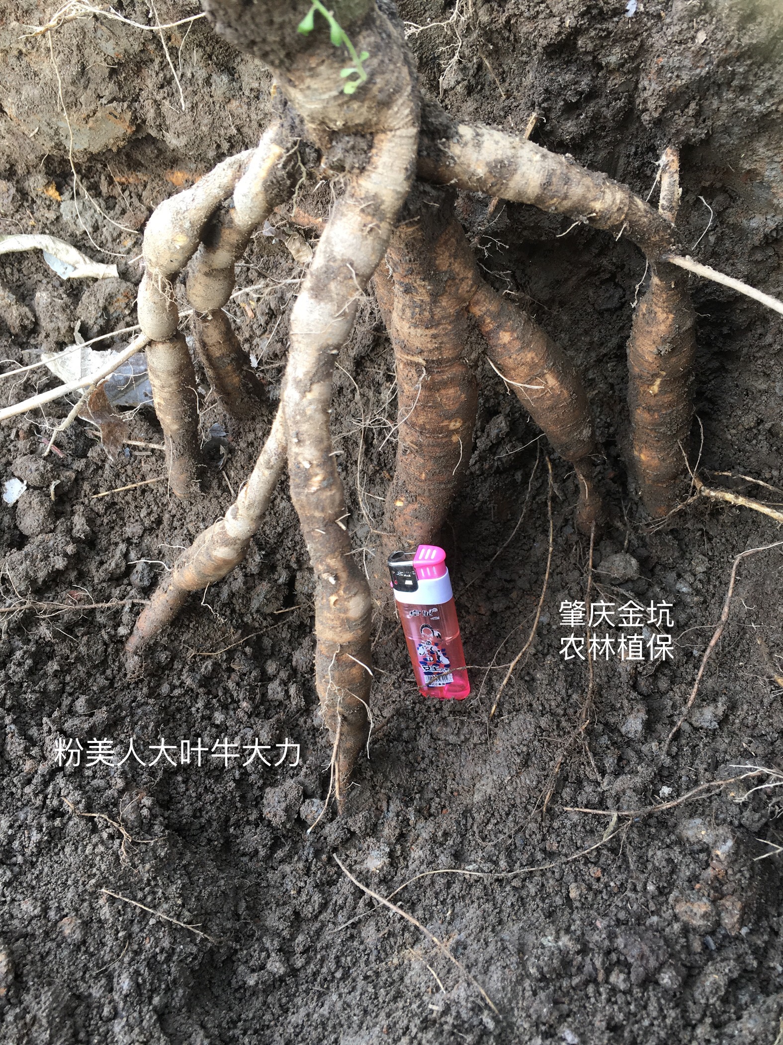 廣東省肇慶牛大力苗特價-肇慶牛大力苗特價批發(fā)-肇慶牛大力苗特價基地