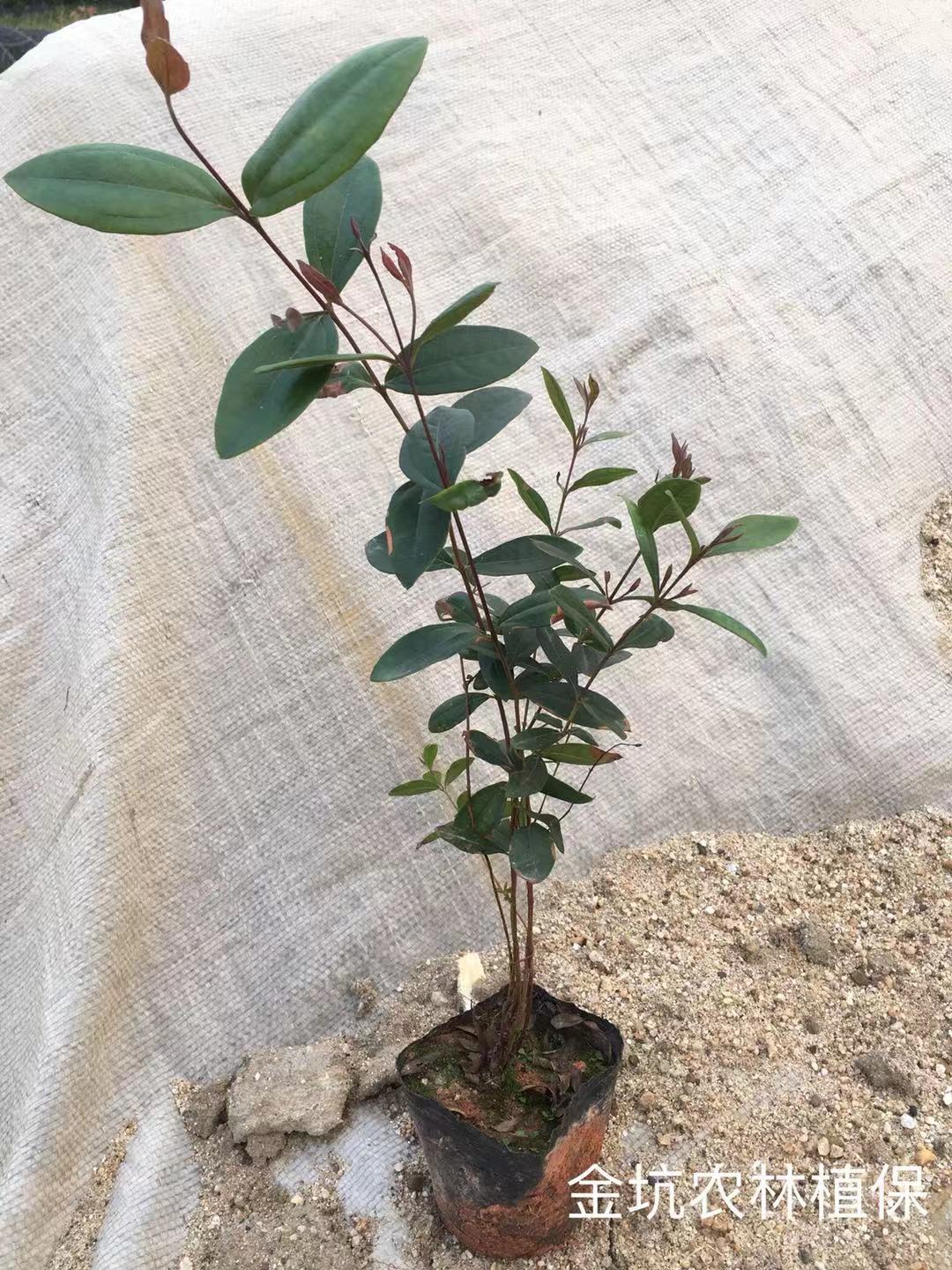 山稔子苗特價