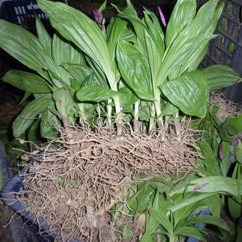 出售白芨苗 貴州白芨苗 四川白芨苗批發(fā) 白芨苗批發(fā)報價 供應(yīng)云南白芨苗