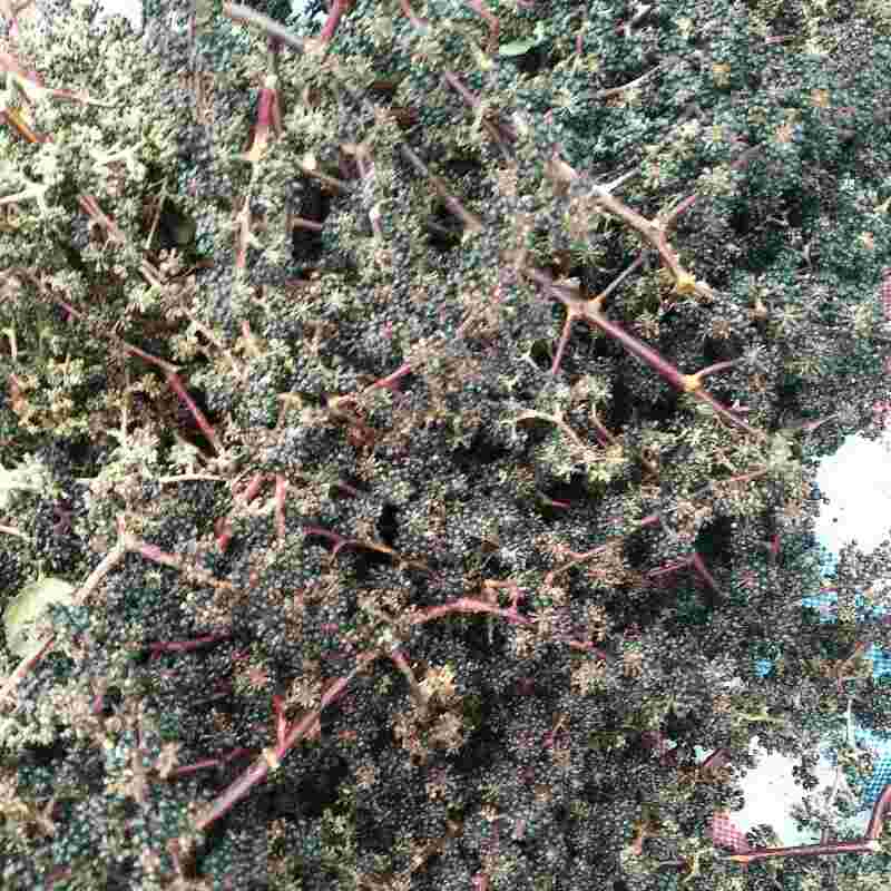 四川大通草種子種苗批發(fā)報(bào)價(jià)供應(yīng)四川大通草出售大通草種苗出售大通草種子