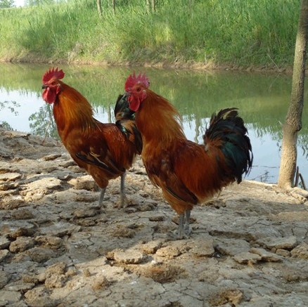 土雞苗供應(yīng)||土雞苗價格||土雞土雞苗||散養(yǎng)土雞雞苗||青腳土雞苗