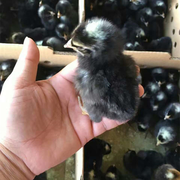 放養(yǎng)土雞雞苗||散養(yǎng)土雞雞苗||蘆花雞雞苗||貴妃雞雞苗