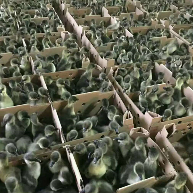 批發(fā)水鴨苗 江南一號蛋鴨苗 青殼2號綠殼蛋鴨苗