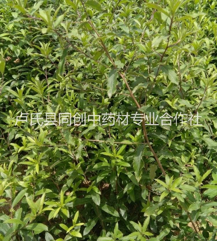 2019年蒼術(shù)種子價格，新產(chǎn)一級良種，北蒼術(shù)種植技術(shù)和經(jīng)濟效益