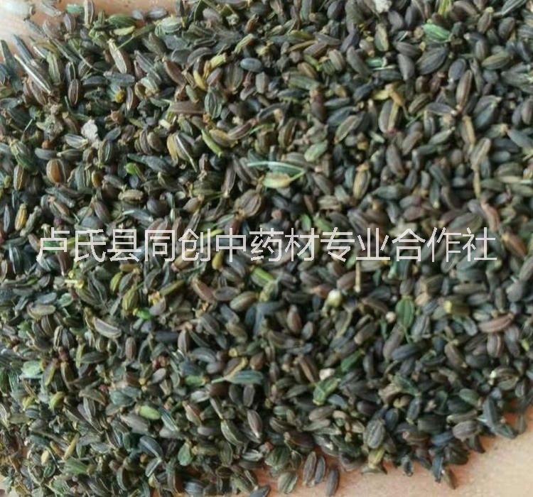 2019年柴胡種子價格多少錢一斤？產(chǎn)地銷售新產(chǎn)一級良種，貨真價實