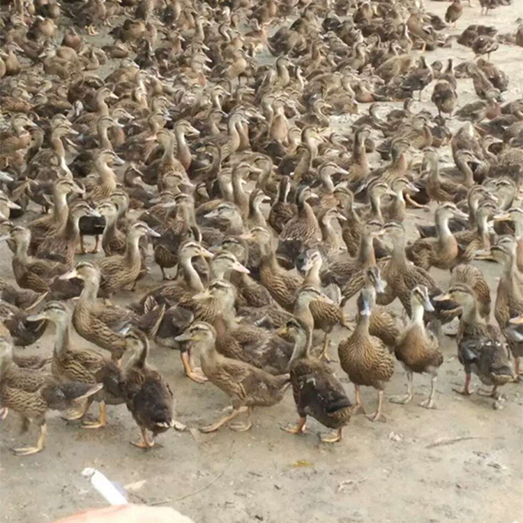批發(fā)水鴨苗 江南一號蛋鴨苗 青殼2號綠殼蛋鴨苗