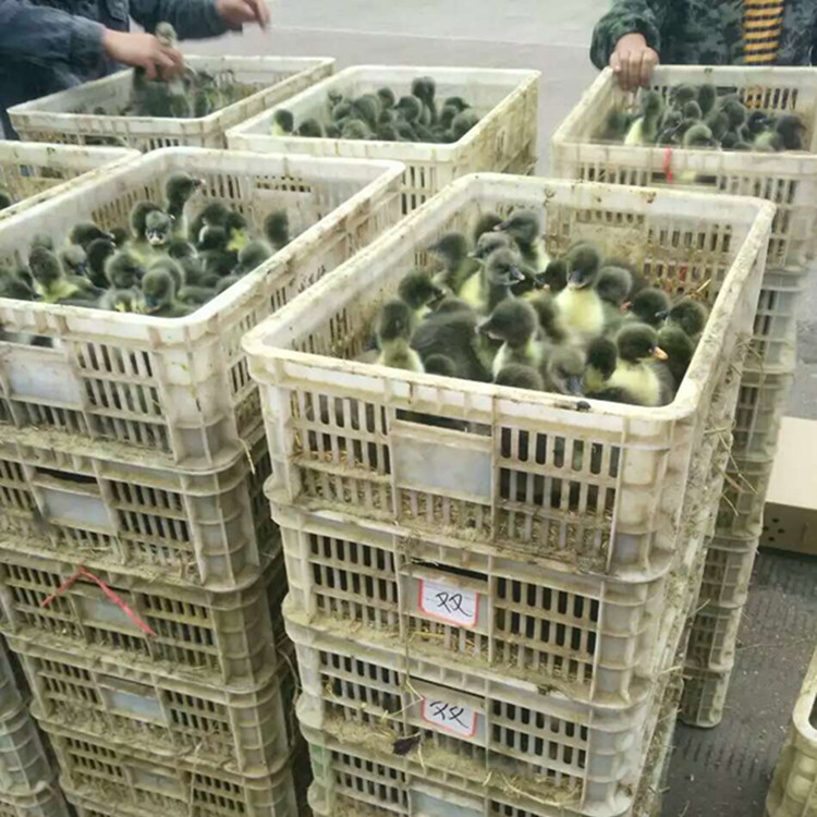 批發(fā)水鴨苗 江南一號蛋鴨苗 青殼2號綠殼蛋鴨苗