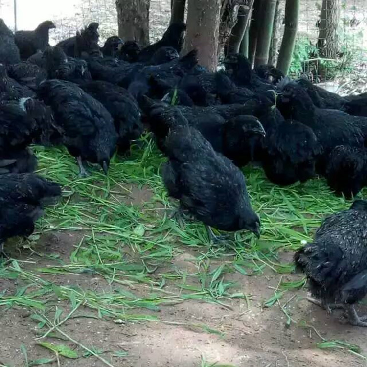 烏雞苗||烏骨雞苗||黑土雞苗批發(fā)