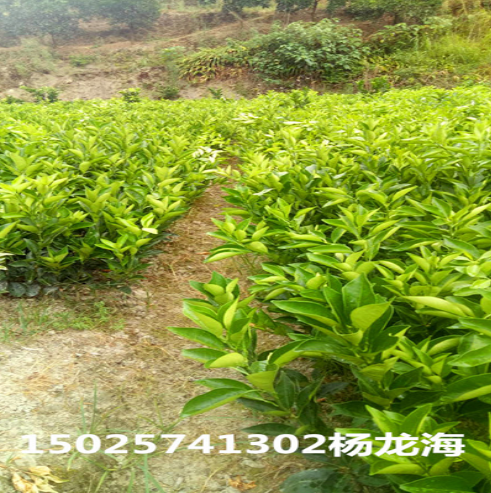 倫晚臍橙苗價(jià)格 倫晚臍橙苗供應(yīng)商 倫晚臍橙苗生產(chǎn)廠家 倫晚臍橙苗批發(fā) 倫晚臍橙苗哪家好