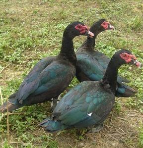 番鴨苗||火鴨苗||紅頭鴨苗||旱鴨苗||鴨苗孵化場