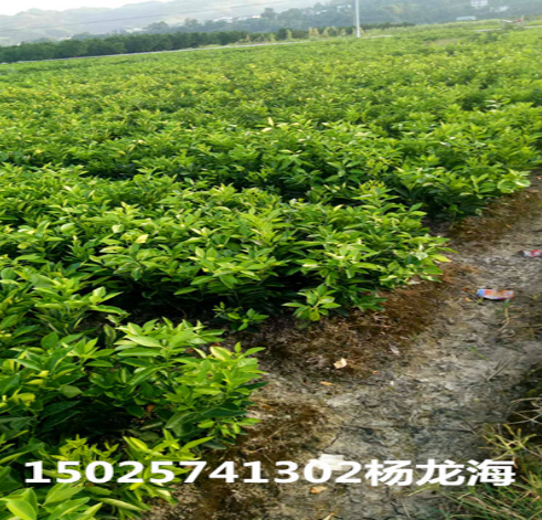 紐荷爾臍橙苗直銷 紐荷爾臍橙苗供應商 紐荷爾臍橙苗生產(chǎn)廠家 紐荷爾臍橙苗批發(fā)