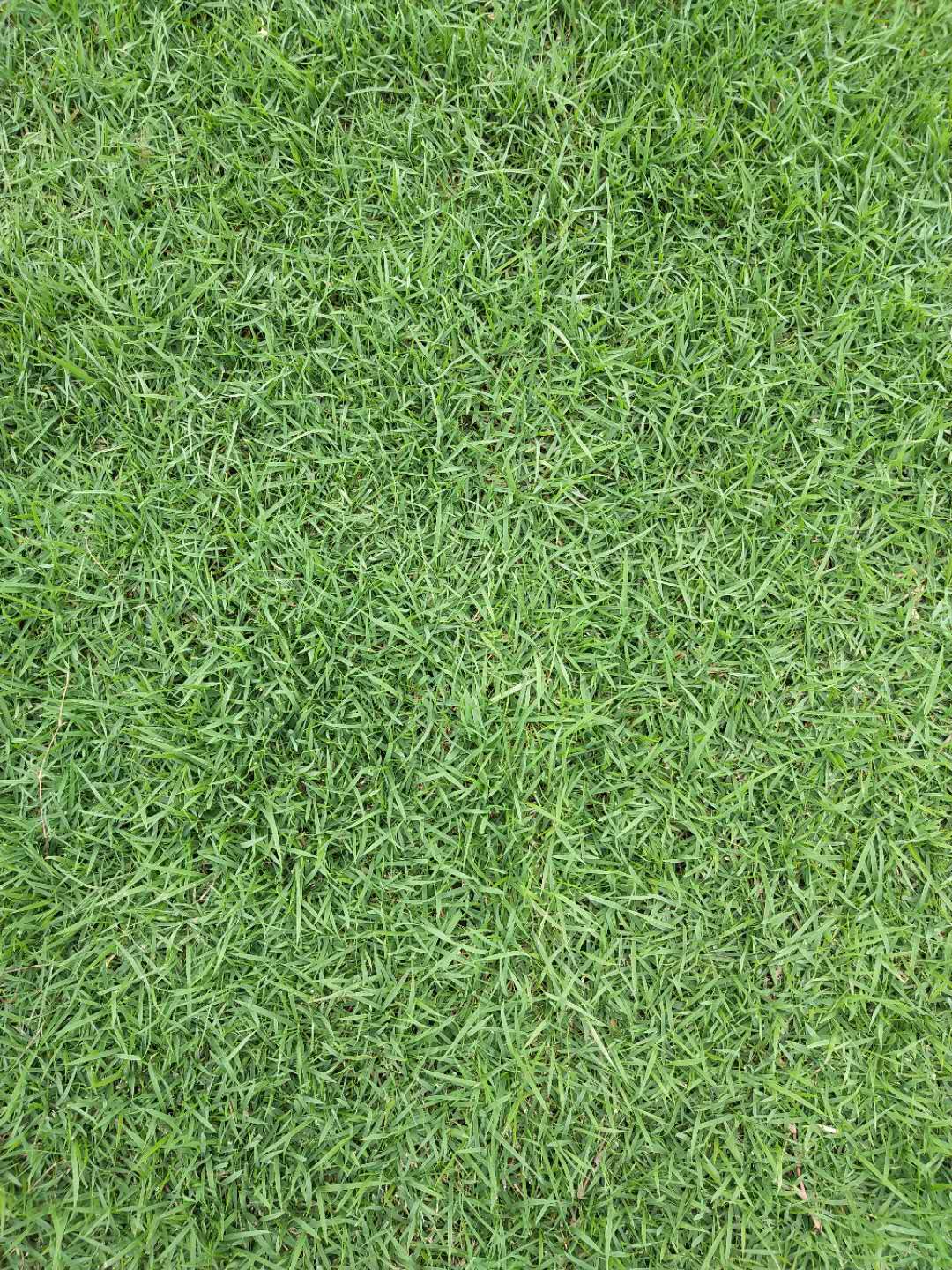 供應廣東中華結(jié)縷草-中華結(jié)縷草種植基地-中華結(jié)縷草批發(fā)價格- 中華結(jié)縷草