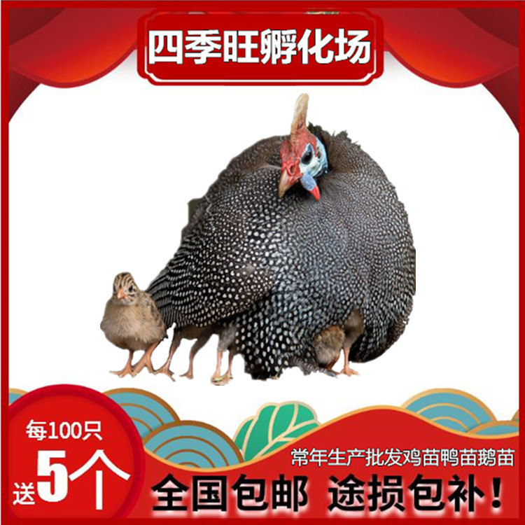 小雞苗活體出售||珍*苗||散養(yǎng)土雞雞苗||貴妃雞雞苗||蘆花雞雞苗批發(fā)