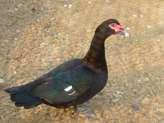 番鴨苗||火鴨苗||紅頭鴨苗||旱鴨苗||鴨苗孵化場