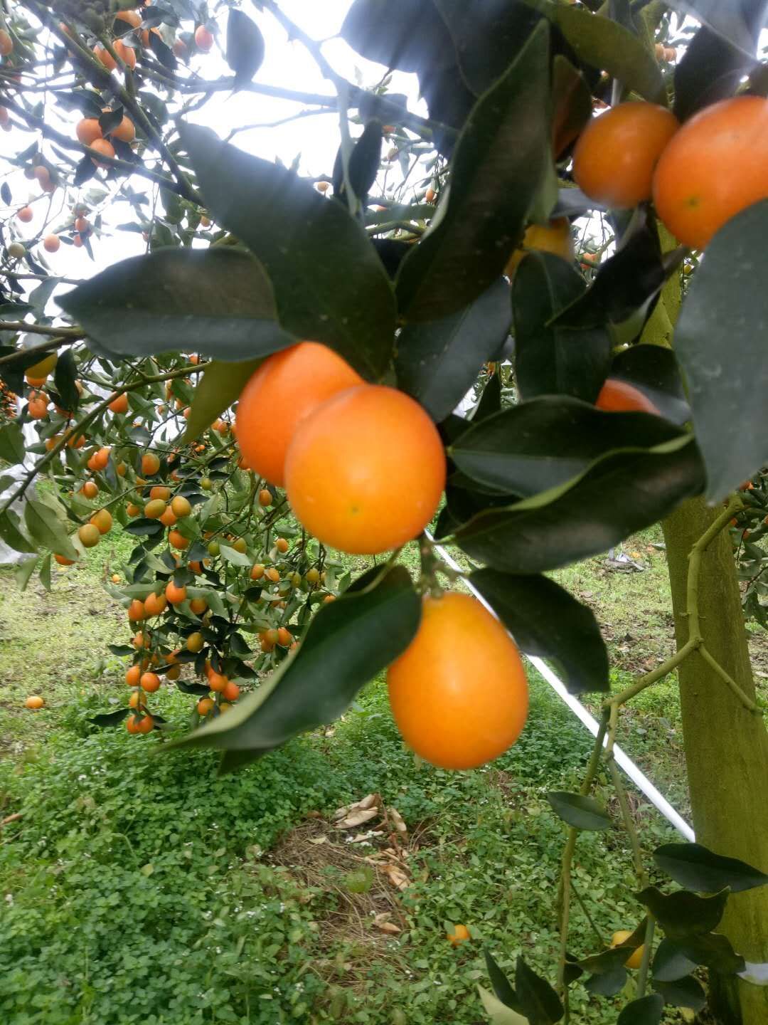 廣西*鮮果金桔-廣西*沙糖桔/廠家批發(fā)價格報價供應(yīng)商