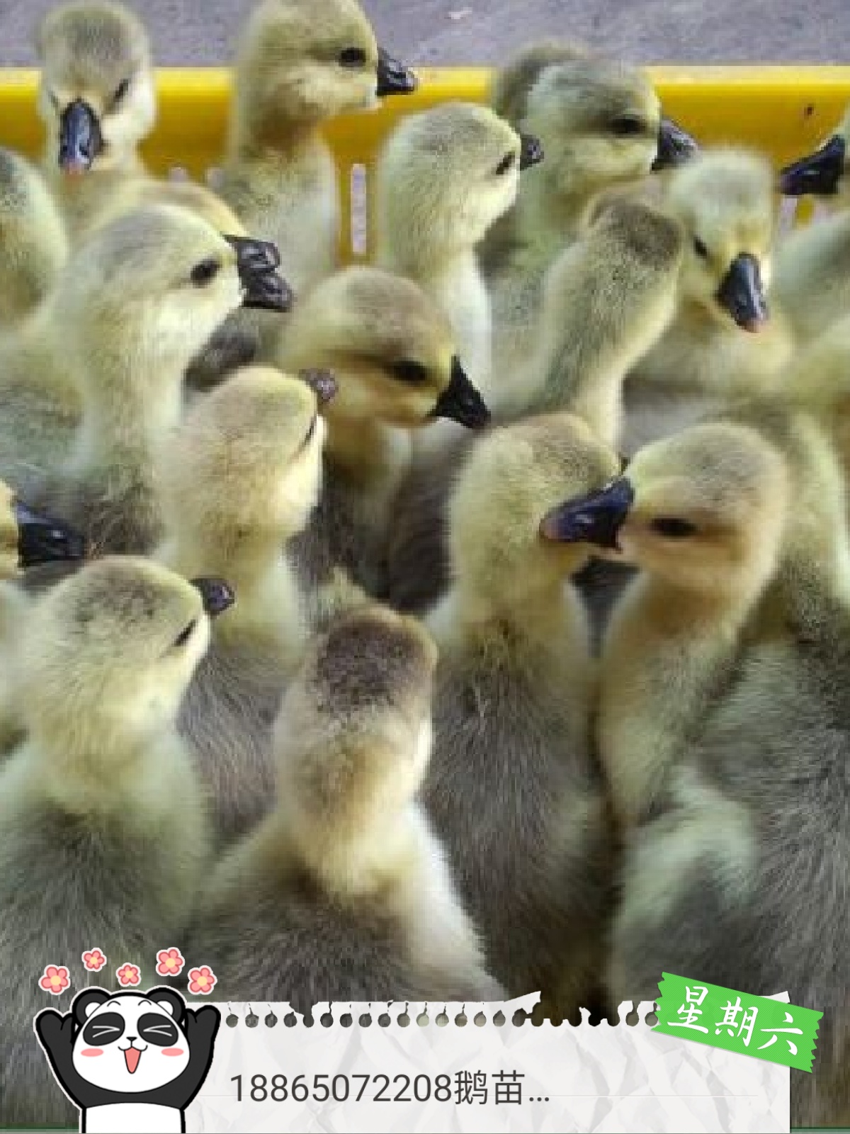 鵝苗   泰州白鵝