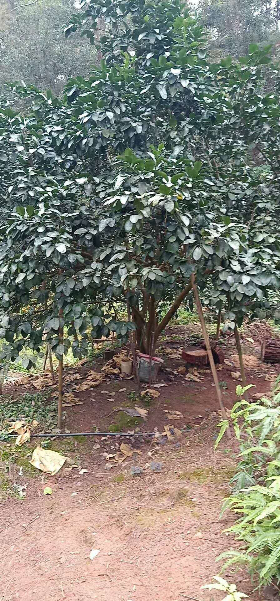 湖南柚子樹二至四十公分-湖北香泡樹基地/廠家批發(fā)價格報價供應(yīng)商