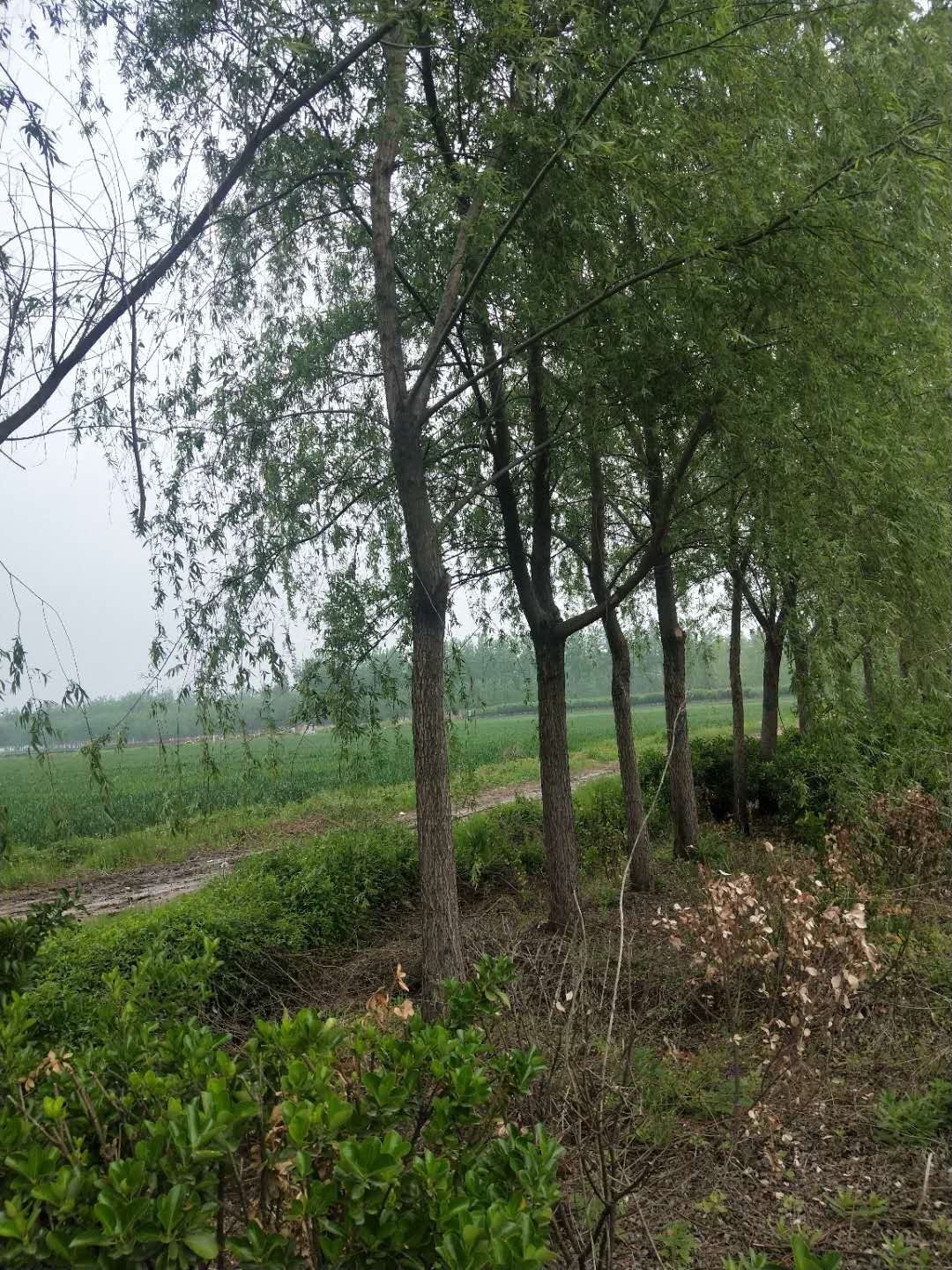 垂柳 江蘇垂柳哪家好賣 江蘇垂柳供應(yīng)商 江蘇宿遷優(yōu)質(zhì)垂柳 江蘇優(yōu)質(zhì)垂柳出售 江蘇優(yōu)質(zhì)垂柳價格 江蘇優(yōu)質(zhì)垂柳報價