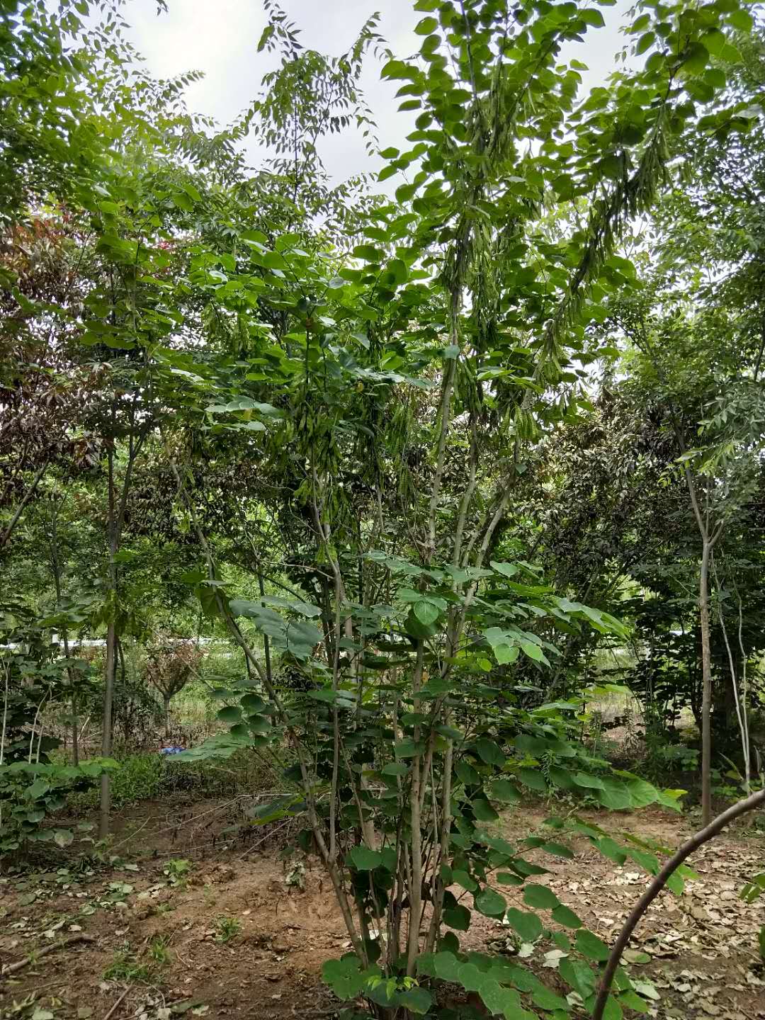 優(yōu)質(zhì)紫金供應(yīng)商 優(yōu)質(zhì)紫金哪家好賣 江蘇紫金供應(yīng)商 宿遷優(yōu)質(zhì)紫金 江蘇優(yōu)質(zhì)紫金出售 江蘇優(yōu)質(zhì)紫金價格 江蘇優(yōu)質(zhì)紫金報價