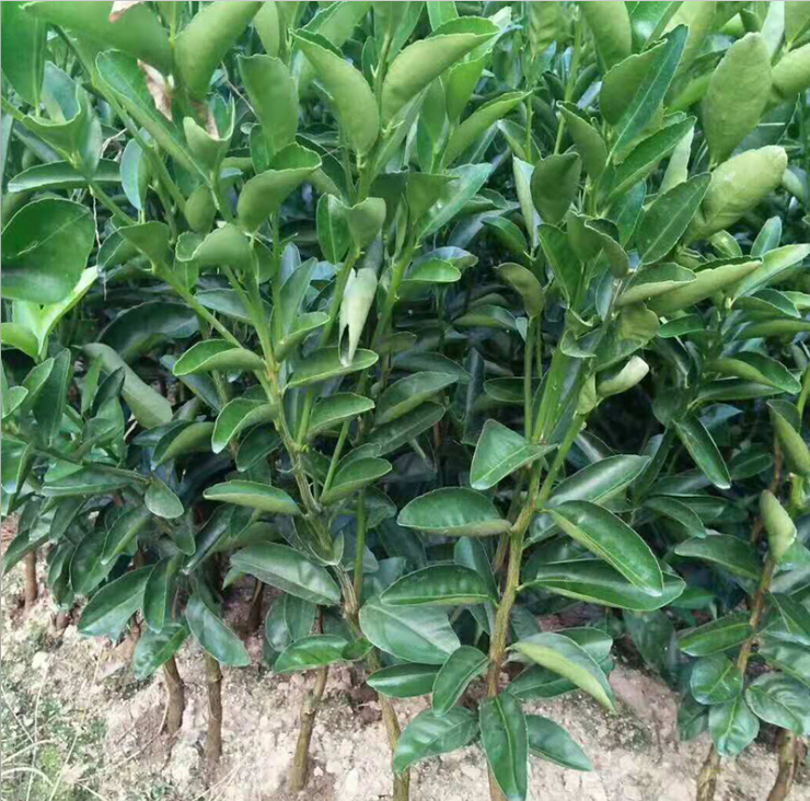 廣西茂谷柑苗-2018優(yōu)質(zhì)*高純度茂谷柑苗存活率高果樹苗基地批發(fā)/廠家價(jià)格 廣西茂谷柑苗基地