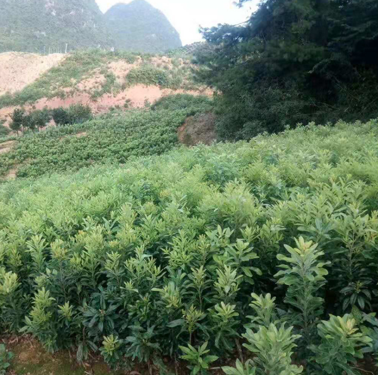 東槐楊梅 廣西苗圃基地金新苗圃花木場經(jīng)營果苗東槐楊梅產(chǎn)地/廠家批發(fā)價格報價