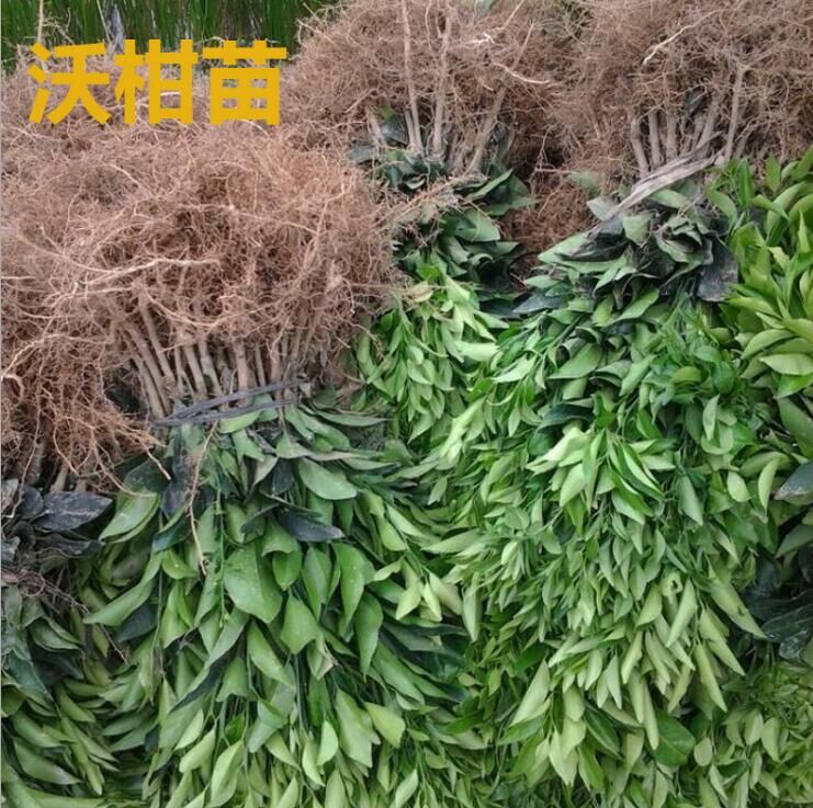 沃柑樹苗-優(yōu)質(zhì)新品種沃柑苗-沃柑杯苗高成活率-晚熟果樹苗批發(fā)