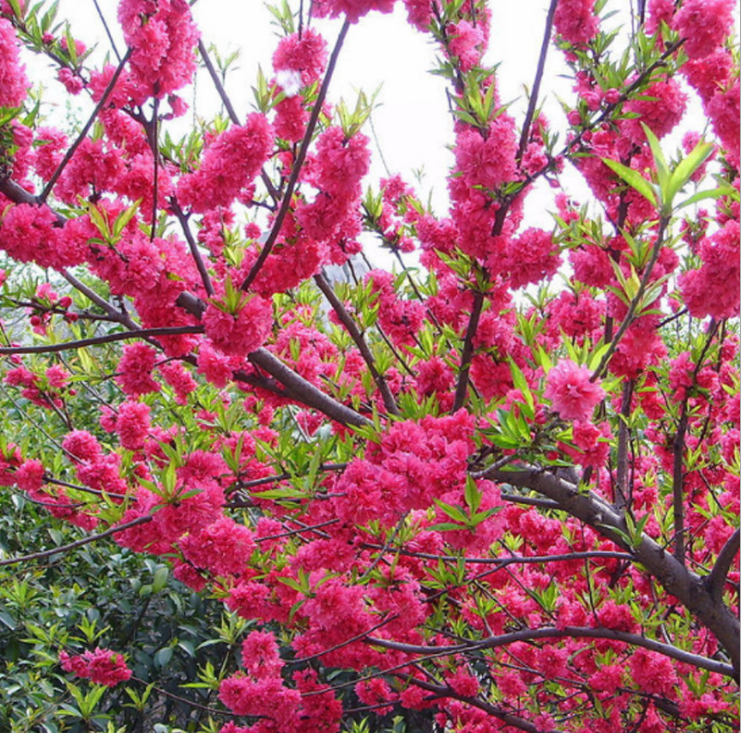 廣西茂谷柑苗-2018優(yōu)質(zhì)*高純度茂谷柑苗存活率高果樹苗基地批發(fā)/廠家價格 廣西桃花樹苗