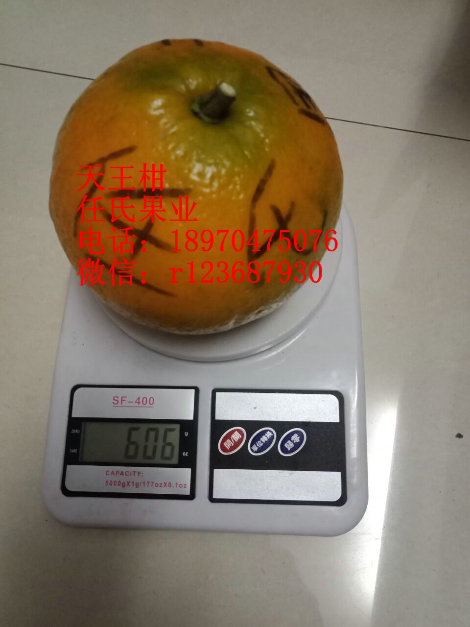 天王柑桔苗 天王柑桔果樹苗 天王柑橘果樹苗 臺灣天王柑橘苗