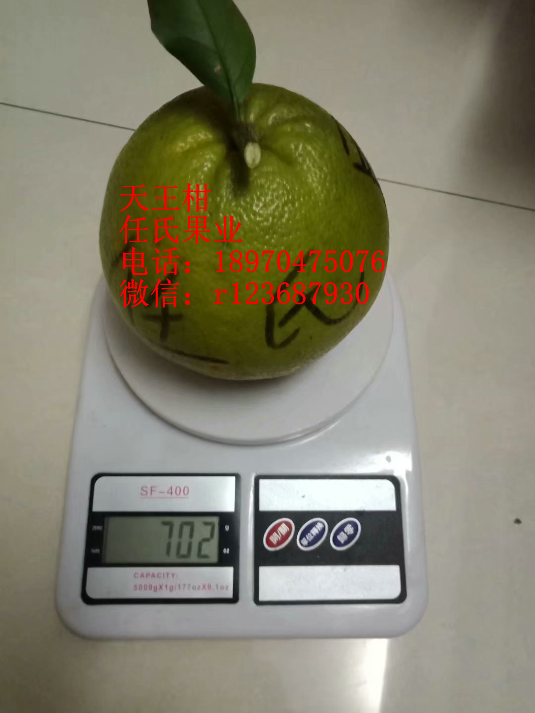 天王柑桔苗 天王柑桔果樹苗 天王柑橘果樹苗 臺灣天王柑橘苗