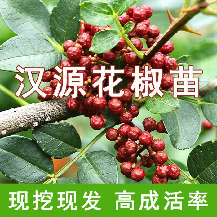 四川雅安紅花椒樹苗基地-四川成都紅花椒樹苗價(jià)格/廠家批發(fā)報(bào)價(jià)供應(yīng)商