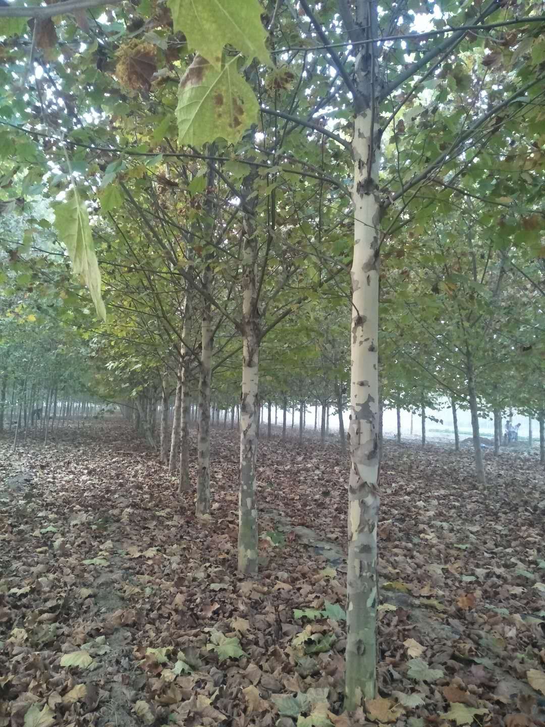 法桐-山東法桐-山東法桐基地/廠家價(jià)格報(bào)價(jià)供應(yīng)商 法桐