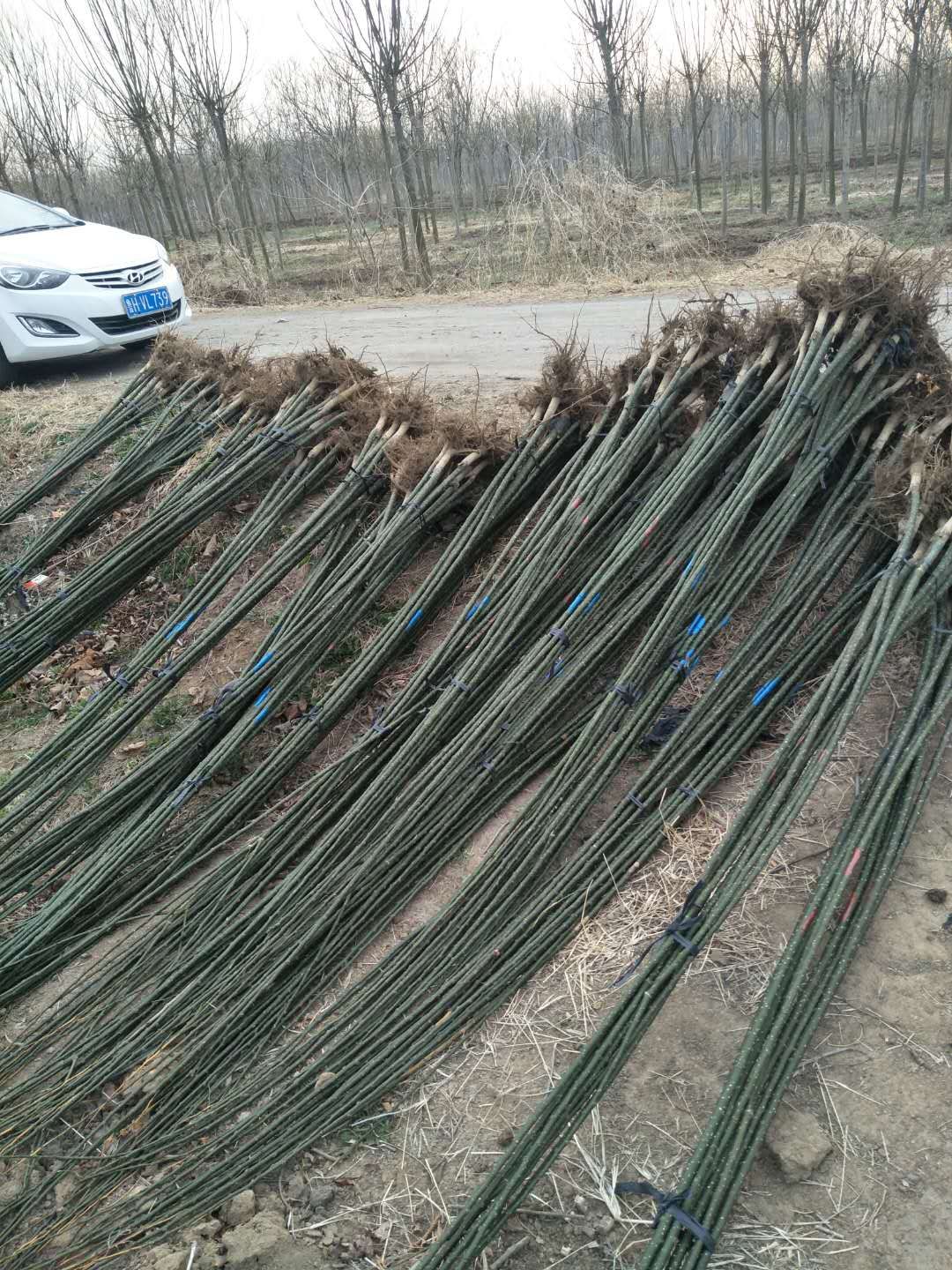 濟(jì)寧國槐樹種植基地-供貨商批發(fā)價(jià)格