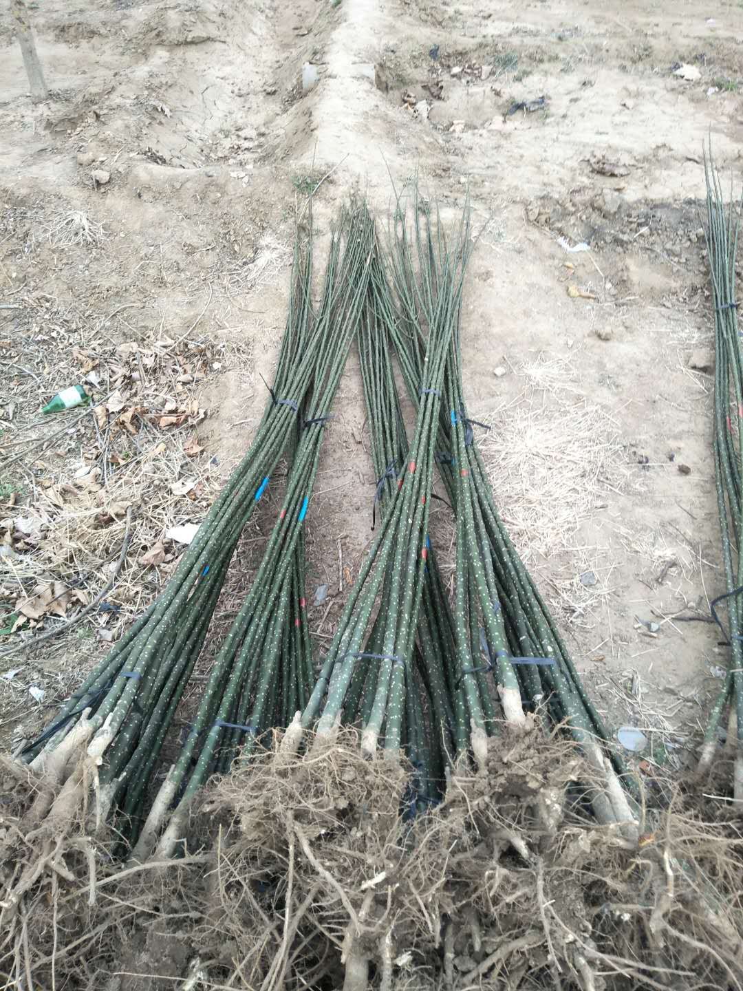 山東5一8公分國(guó)槐價(jià)格-供貨商批發(fā)報(bào)價(jià)