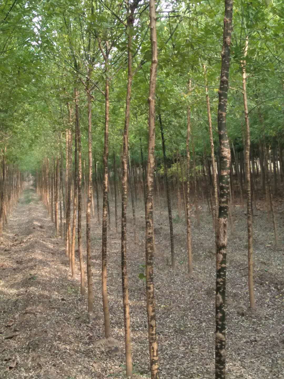 山東5一8公分國(guó)槐價(jià)格-供貨商批發(fā)報(bào)價(jià)