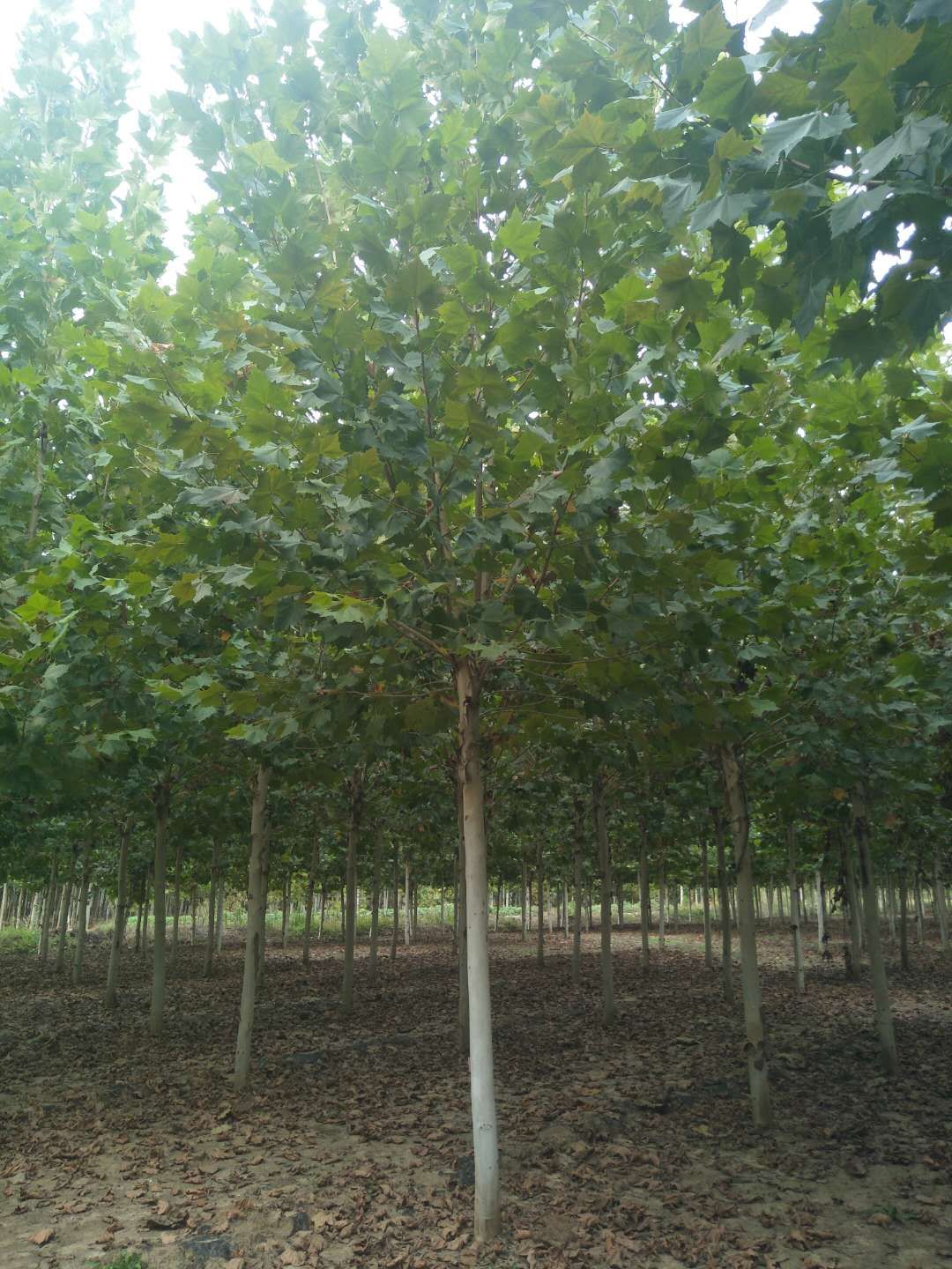 法桐-山東法桐-山東法桐基地/廠家價(jià)格報(bào)價(jià)供應(yīng)商 法桐