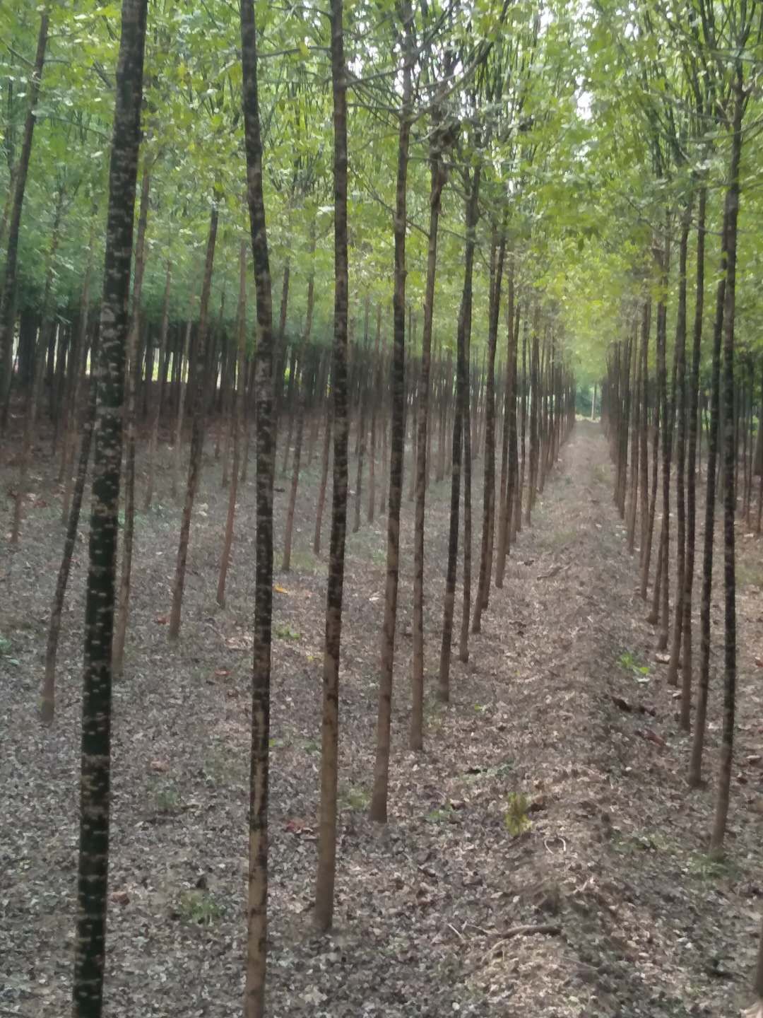 山東5一8公分國(guó)槐價(jià)格-供貨商批發(fā)報(bào)價(jià)