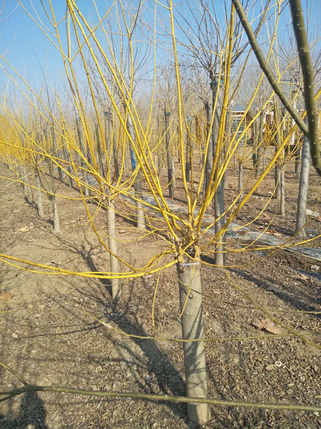 金枝槐-山東金枝槐-山東金金枝槐基地/廠家價格報價供應商 金葉槐 金枝槐