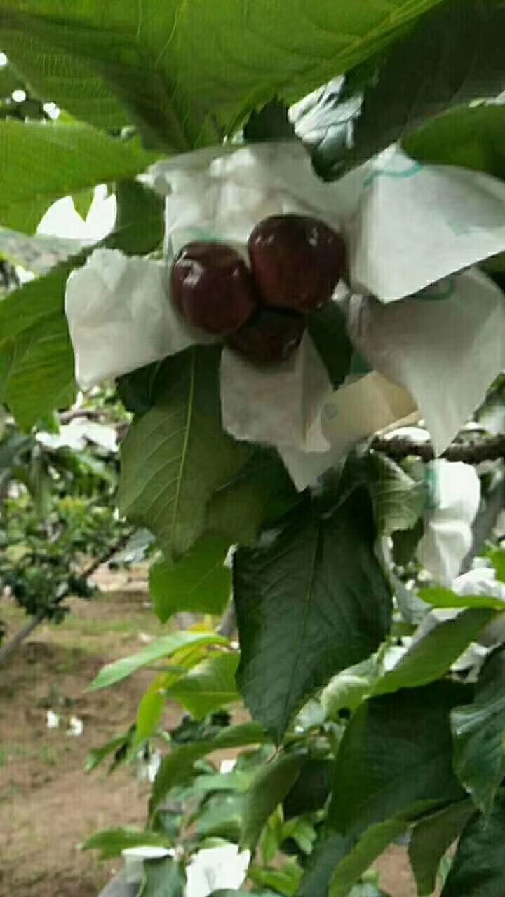 四川車?yán)遄用?四川資陽(yáng)車?yán)遄用缁?廠家報(bào)價(jià)供應(yīng)商