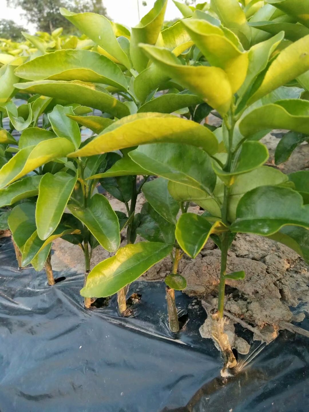砂糖橘