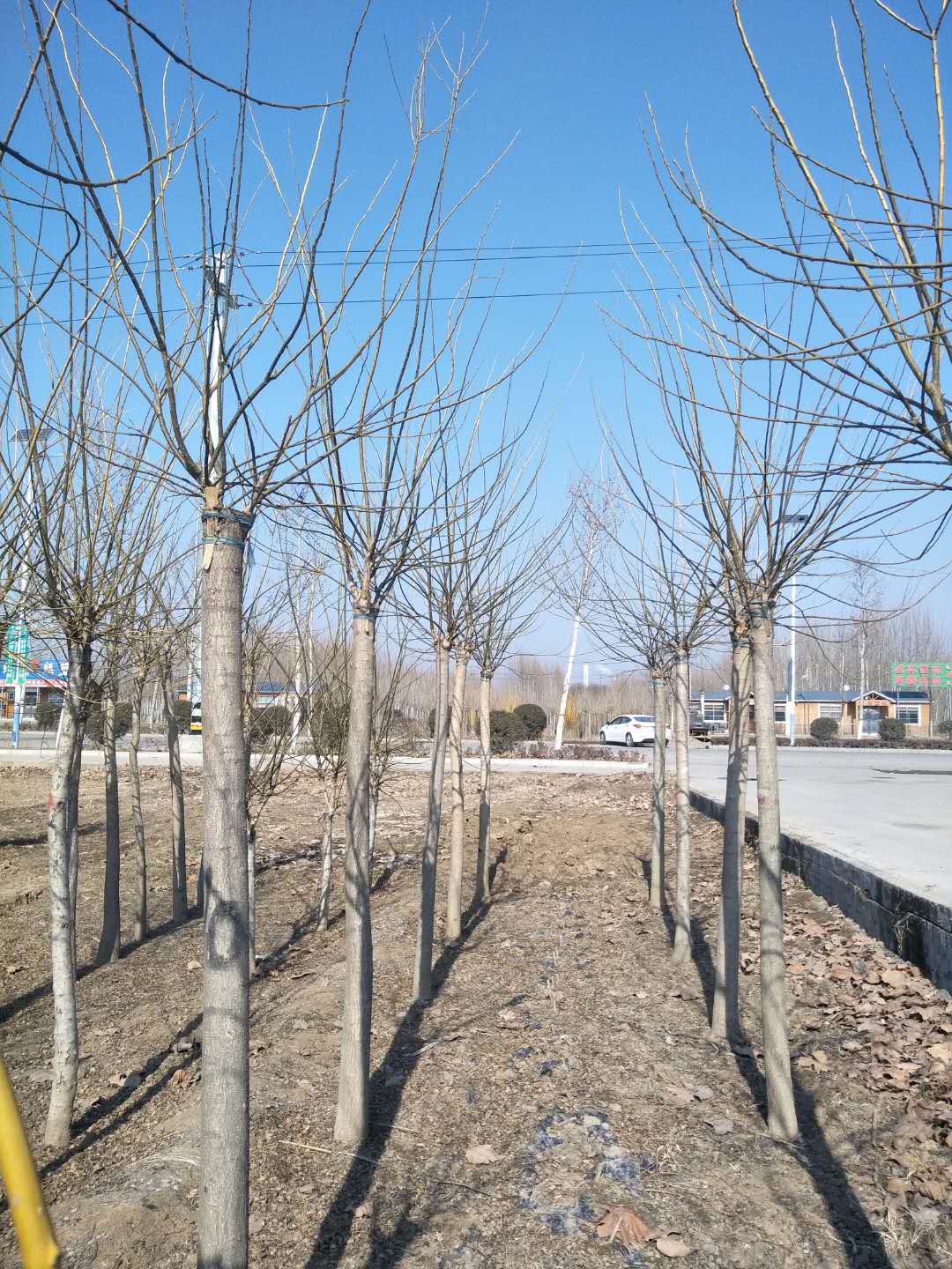 金葉槐-山東金葉槐-山東金葉槐基地/廠家價格報價供應商 白臘 金葉槐