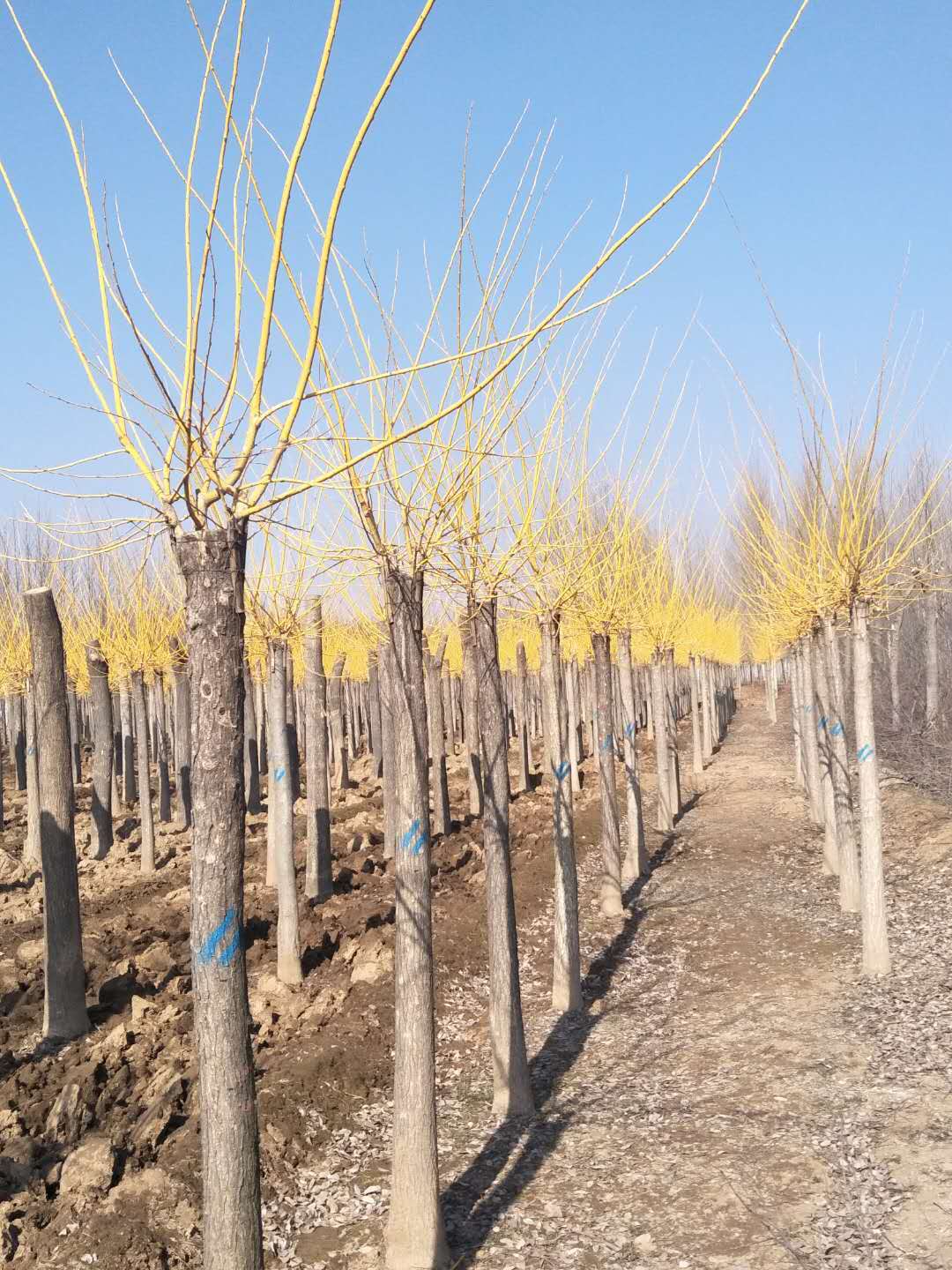 金枝槐-山東金枝槐-山東金金枝槐基地/廠家價格報價供應商 金葉槐 金枝槐