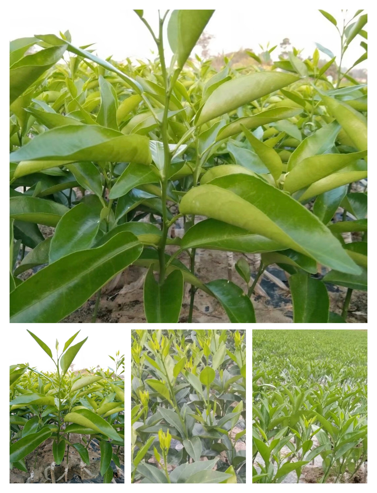 青秋臍橙