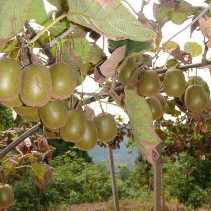 紅陽獼猴桃苗-湖南紅陽獼猴桃苗基地/廠家批發(fā)價(jià)格報(bào)價(jià)供應(yīng)商
