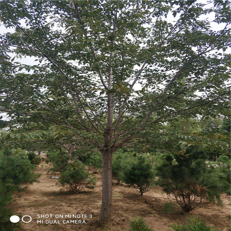 山東苗木[櫻花樹]暢購無憂好貨價(jià)低，15公分櫻花樹報(bào)價(jià)