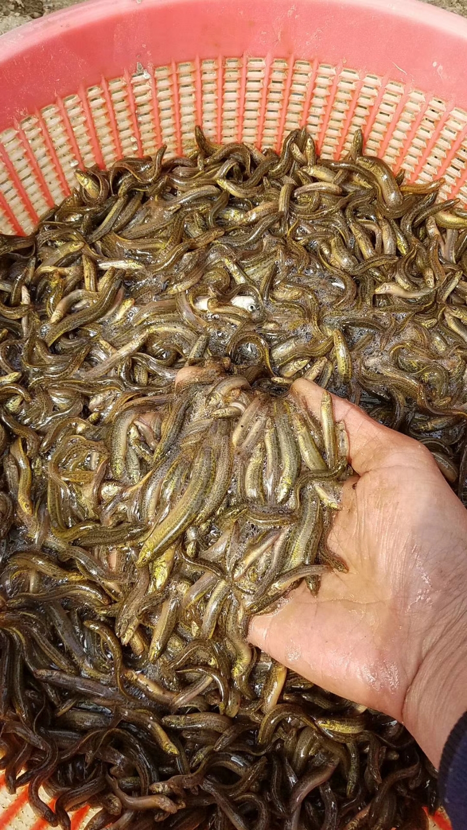 南潯區(qū)吳興區(qū)泥鰍收購百畝田大型魚塘養(yǎng)殖場長期供應(yīng)種苗