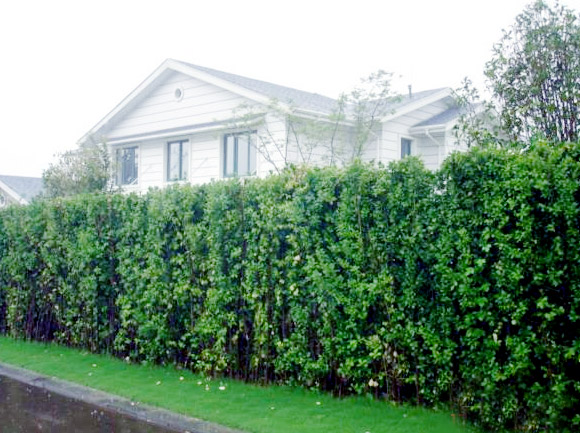 北海道供應(yīng)；北海道黃楊供應(yīng)