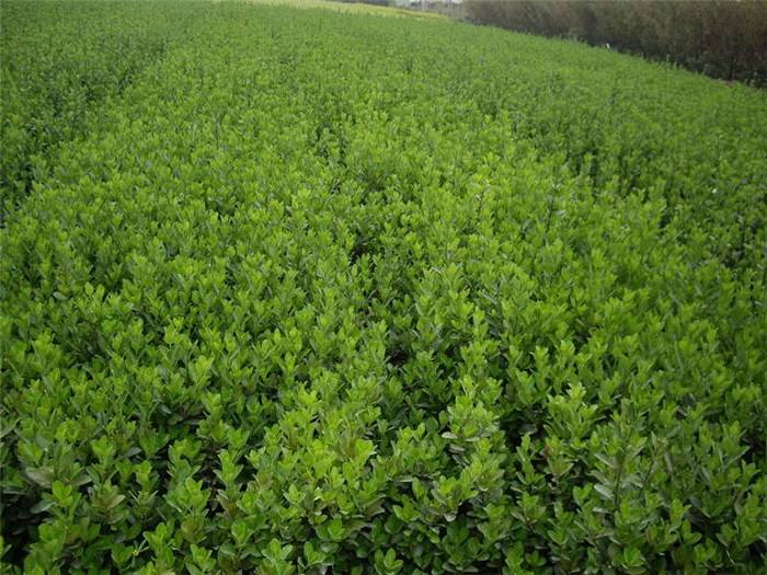 河北保定哪里有核桃樹苗 滿城區(qū)大量供應(yīng) 苗木